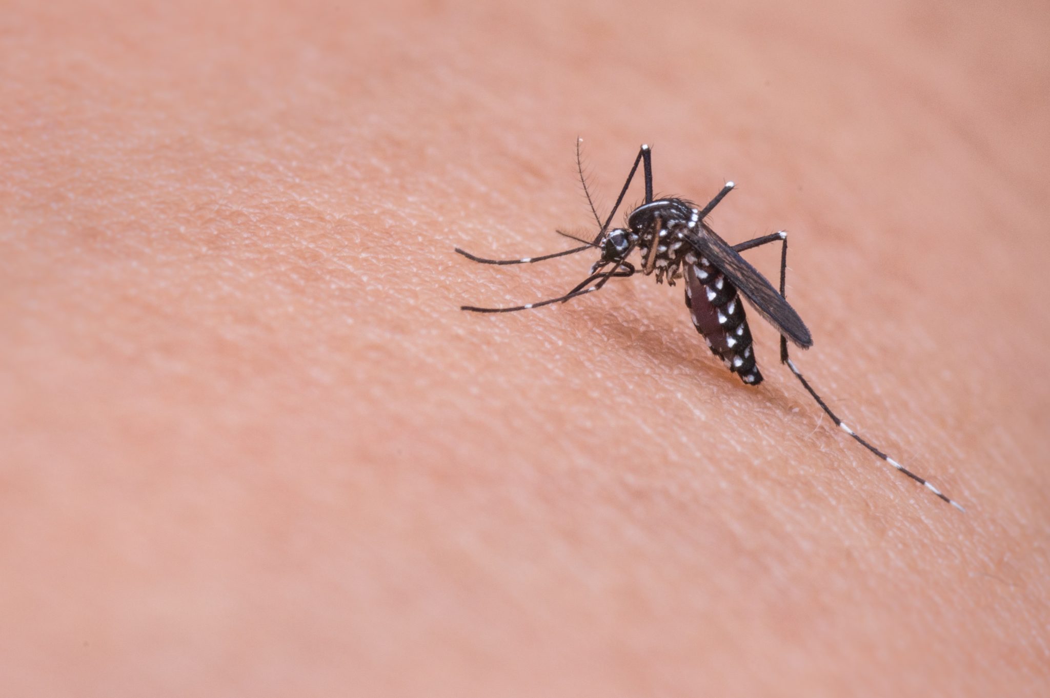 CRISPR Provides the Potential to Cut Down Malaria: But Should We?