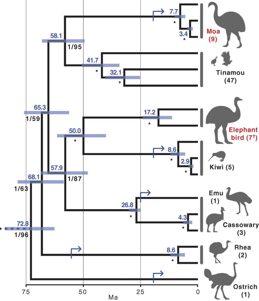 Reject Bird, Embrace Dinosaur: How Ratites Lost the Ability to Fly ...