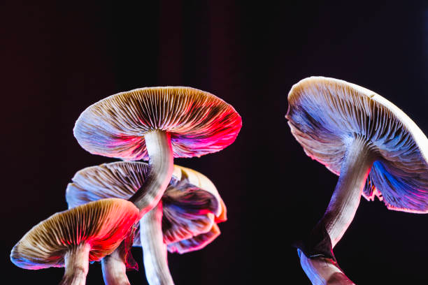 The ‘Magic’ of Magic Mushrooms: The Intersection of Psychedelics and Mental Health