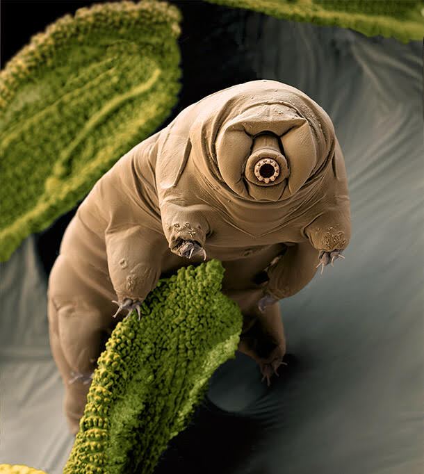 Tiny, Indestructible Creatures: Tardigrades In Healthcare