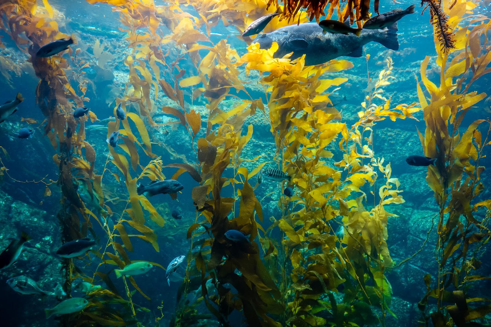 Restoring California’s Kelp Forests