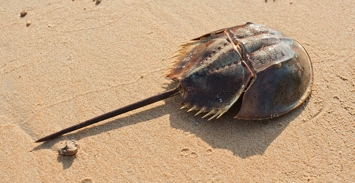 Out For Blood: Will Biotechnology Eradicate Horseshoe Crab Bleeding?